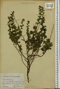 Spiraea trilobata L., Siberia, Western (Kazakhstan) Altai Mountains (S2a) (Kazakhstan)