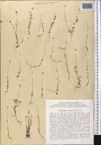 Microcephala lamellata (Bunge) Pobed., Middle Asia, Pamir & Pamiro-Alai (M2) (Tajikistan)