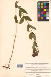 Hypericum erectum Thunb., Siberia, Russian Far East (S6) (Russia)