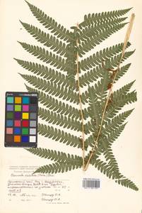 Osmundastrum cinnamomeum subsp. asiaticum (Fern.) Fraser-Jenkins, Siberia, Russian Far East (S6) (Russia)