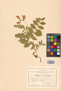 Lathyrus japonicus var. maritimus (L.) J.T.Kartesz & Gandhi, Siberia, Russian Far East (S6) (Russia)