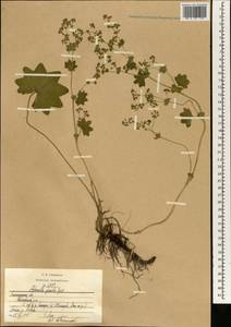 Alchemilla micans Buser, Eastern Europe, North-Western region (E2) (Russia)