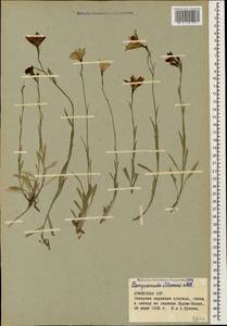 Campanula stevenii M.Bieb., Caucasus, Armenia (K5) (Armenia)