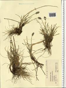 Sesleria coerulans Friv., Eastern Europe, West Ukrainian region (E13) (Ukraine)