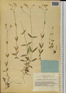 Cerastium pauciflorum Steven ex Ser., Siberia, Altai & Sayany Mountains (S2) (Russia)