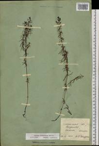 Galium verum subsp. verum, Siberia, Baikal & Transbaikal region (S4) (Russia)