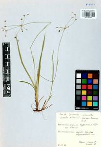 Luzula pilosa (L.) Willd., Siberia, Baikal & Transbaikal region (S4) (Russia)