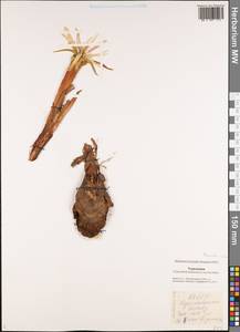 Colchicum robustum (Bunge) Stef., Middle Asia, Karakum (M6) (Turkmenistan)