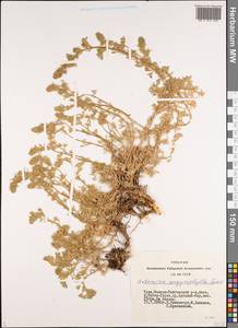 Artemisia argyrophylla Ledeb., Siberia, Altai & Sayany Mountains (S2) (Russia)