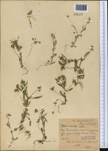 Viola occulta Lehm., Middle Asia, Syr-Darian deserts & Kyzylkum (M7) (Uzbekistan)
