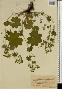 Alchemilla conglobata H. Lindb., Eastern Europe, Moscow region (E4a) (Russia)
