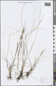 Poaceae, Caucasus, Black Sea Shore (from Novorossiysk to Adler) (K3) (Russia)