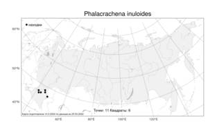 Phalacrachena inuloides (Fisch. ex Nyman) Iljin, Atlas of the Russian Flora (FLORUS) (Russia)