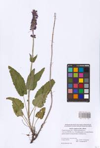 Salvia dumetorum Andrz. ex Besser, Eastern Europe, Lower Volga region (E9) (Russia)