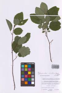 Amelanchier alnifolia (Nutt.) Nutt., Eastern Europe, Moscow region (E4a) (Russia)