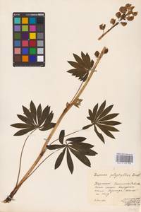 Lupinus polyphyllus Lindl., Eastern Europe, West Ukrainian region (E13) (Ukraine)