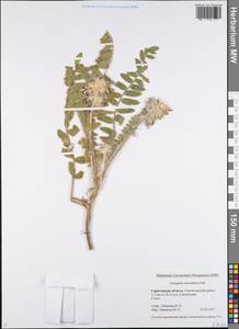 Astragalus dasyanthus Pall., Eastern Europe, Lower Volga region (E9) (Russia)
