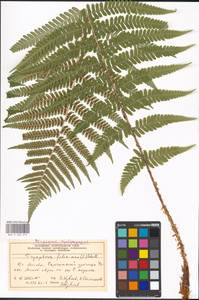 Dryopteris filix-mas (L.) Schott, Eastern Europe, Moscow region (E4a) (Russia)