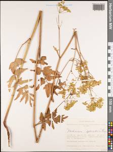 Pastinaca sativa var. sylvestris (Mill.) DC., Siberia, Western Siberia (S1) (Russia)