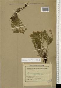 Thymus sipyleus Boiss., Caucasus, Armenia (K5) (Armenia)