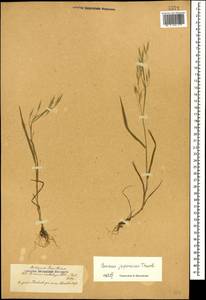 Bromus japonicus Houtt., Caucasus, Azerbaijan (K6) (Azerbaijan)