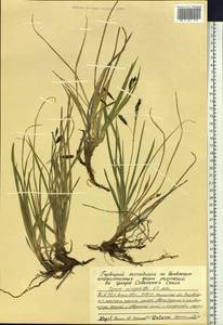 Carex microchaeta subsp. nesophila (Holm) D.F.Murray, Siberia, Chukotka & Kamchatka (S7) (Russia)