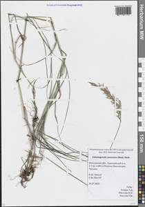 Calamagrostis canescens (Weber) Roth, Eastern Europe, Moscow region (E4a) (Russia)