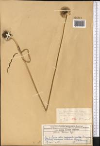 Allium fetisowii Regel, Middle Asia, Northern & Central Tian Shan (M4) (Kazakhstan)