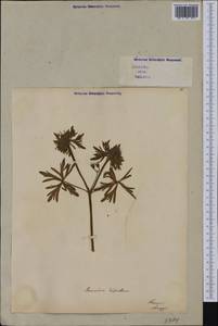 Geranium dissectum L., Western Europe (EUR) (Italy)