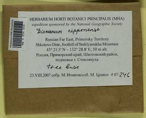 Dicranum nipponense Besch., Bryophytes, Bryophytes - Russian Far East (excl. Chukotka & Kamchatka) (B20) (Russia)