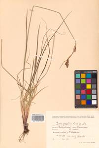 Carex gmelinii Hook. & Arn., Siberia, Russian Far East (S6) (Russia)