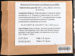 Niphotrichum panschii (Müll. Hal.) Bedn.-Ochyra & Ochyra, Bryophytes, Bryophytes - Russian Far East (excl. Chukotka & Kamchatka) (B20) (Russia)