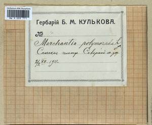 Marchantia polymorpha L., Bryophytes, Bryophytes - Middle Russia (B6) (Russia)