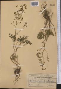 Thalictrum isopyroides C. A. Mey., Middle Asia, Western Tian Shan & Karatau (M3) (Kazakhstan)