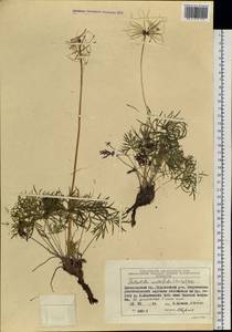 Pulsatilla patens subsp. multifida (Pritz.) Zämelis, Siberia, Central Siberia (S3) (Russia)