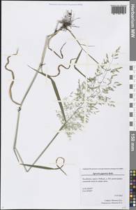 Agrostis gigantea Roth, Eastern Europe, Eastern region (E10) (Russia)