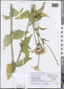 Heliopsis helianthoides (L.) Sweet, Eastern Europe, Central region (E4) (Russia)