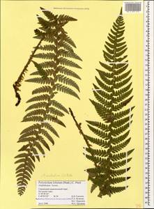 Polystichum aculeatum (L.) Roth, Caucasus, Azerbaijan (K6) (Azerbaijan)