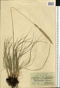 Koeleria pyramidata (Lam.) P.Beauv., Eastern Europe, North Ukrainian region (E11) (Ukraine)