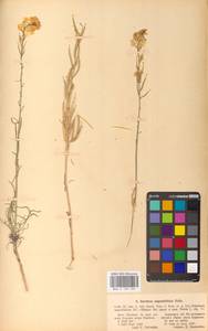 Erysimum canum (Piller & Mitt.) Polatschek, Eastern Europe, North Ukrainian region (E11) (Ukraine)