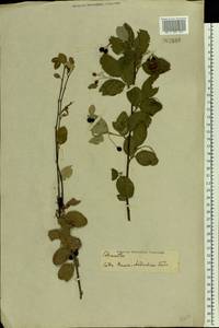 Cotoneaster, Eastern Europe, South Ukrainian region (E12) (Ukraine)