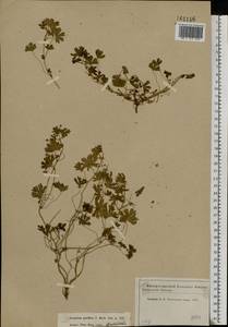 Geranium pusillum L., Eastern Europe, Moscow region (E4a) (Russia)
