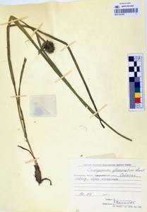 MAG 0003280, Sparganium glomeratum (Laest. ex Beurl.) Beurl., Siberia, Chukotka & Kamchatka (S7) (Russia)