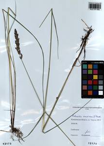 Phalaris arundinacea L., Siberia, Altai & Sayany Mountains (S2) (Russia)