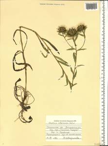 Carlina biebersteinii subsp. brevibracteata (Andrae) K. Werner, Eastern Europe, Western region (E3) (Russia)