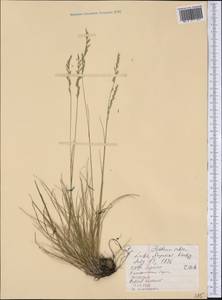 Festuca rubra L., America (AMER) (United States)