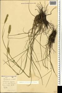 Agropyron cristatum (L.) Gaertn., Caucasus, Stavropol Krai, Karachay-Cherkessia & Kabardino-Balkaria (K1b) (Russia)