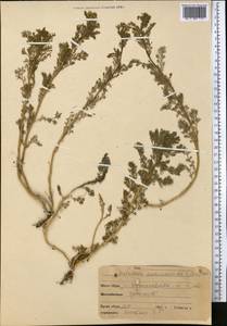 Matricaria discoidea DC., Middle Asia, Northern & Central Kazakhstan (M10) (Kazakhstan)