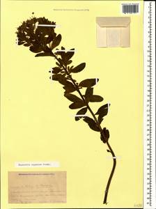 Euphorbia eugeniae Prokh., Caucasus, Krasnodar Krai & Adygea (K1a) (Russia)