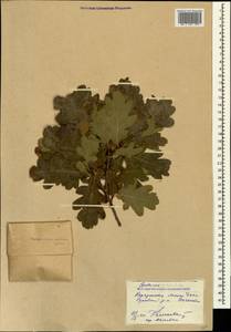 Quercus petraea (Matt.) Liebl., Caucasus, Dagestan (K2) (Russia)